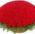 Корзина из 501 красной розы с зеленью Корзина из 501 красной розы с зеленью