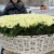 1001 белая роза в корзине MAX 1001 белая роза в корзине MAX